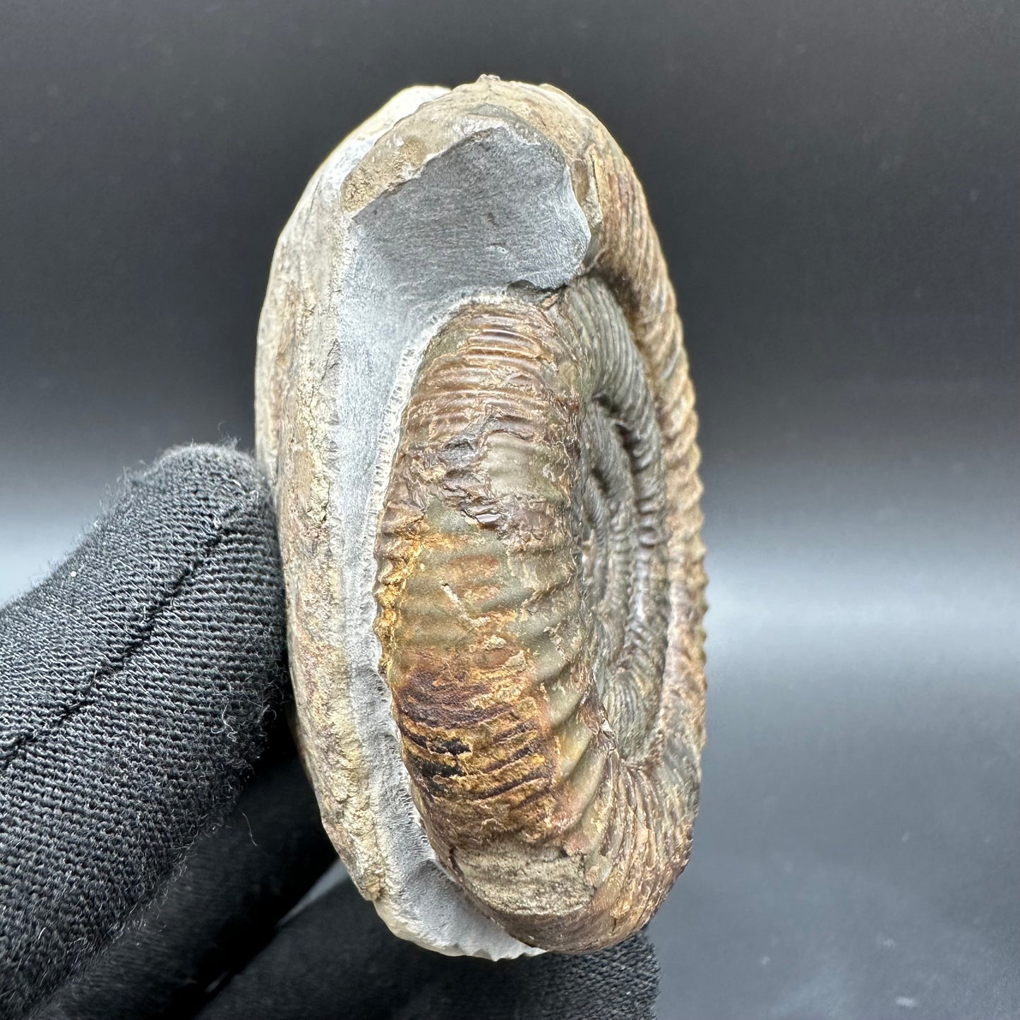 Dactylioceras Ammonite Fossil With Box And Stand - Whitby, North Yorkshire Jurassic Coast Yorkshire Fossils