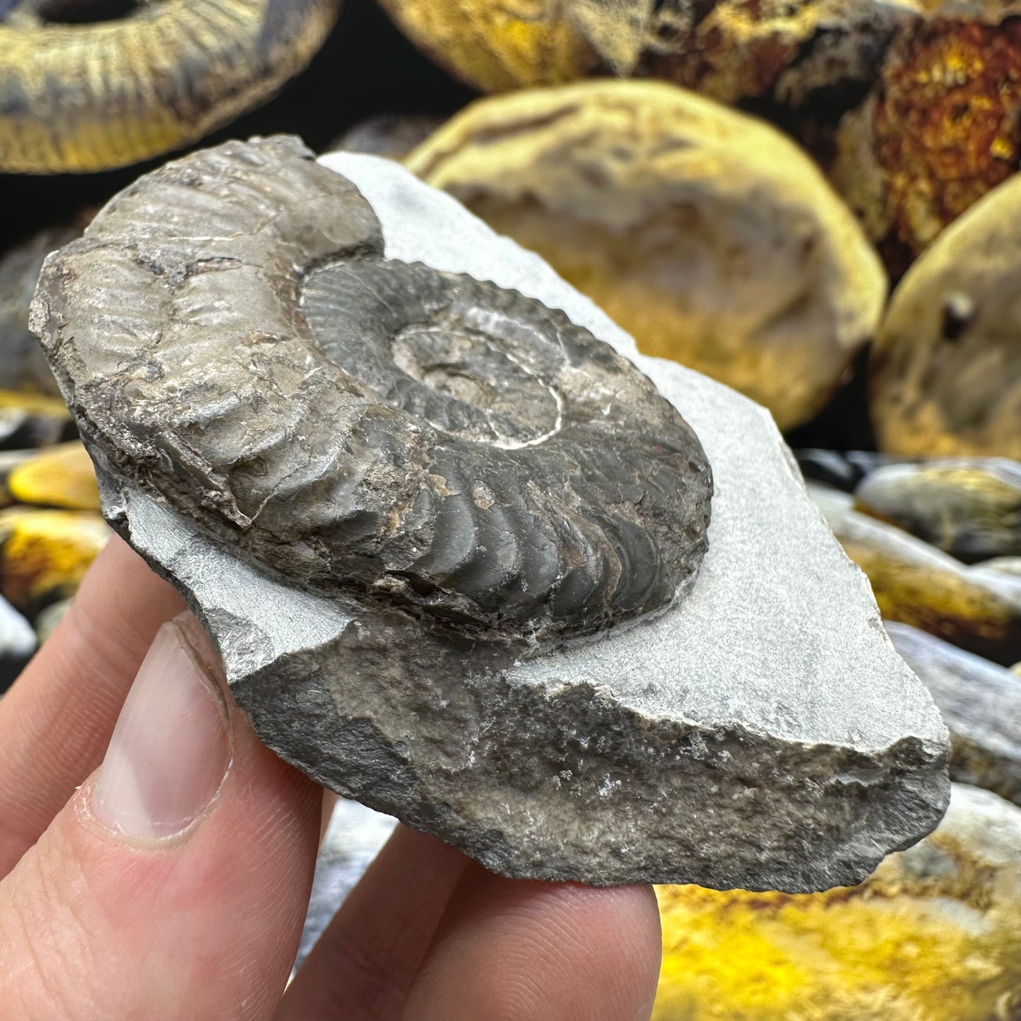 Grammoceras thoaurense ammonite shell fossil - Whitby, North Yorkshire