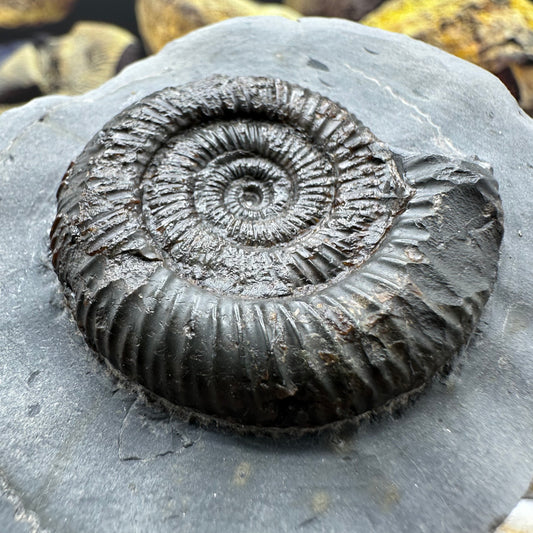 Dactylioceras ammonite fossil - Whitby, North Yorkshire Jurassic Coast Yorkshire Fossils