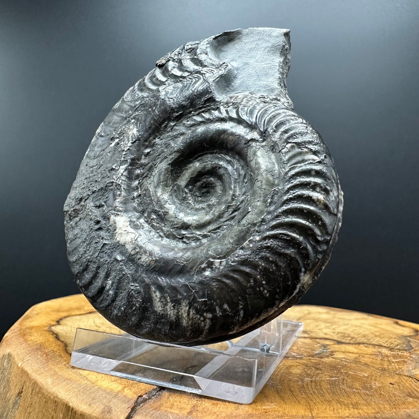 Hildoceras semipolitum Ammonite fossil with box and stand - Whitby, North Yorkshire Jurassic Coast, Yorkshire Fossils from the Jurassic Coast