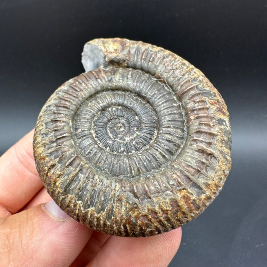 Dactylioceras Ammonite Fossil With Box And Stand - Whitby, North Yorkshire Jurassic Coast Yorkshire Fossils