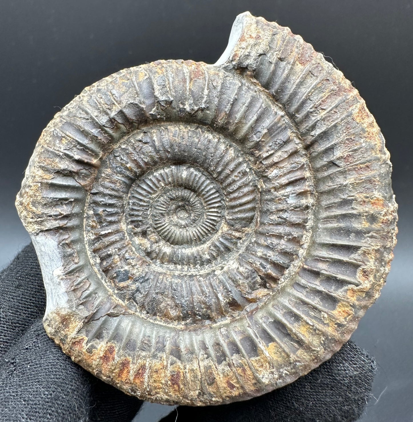 Dactylioceras Ammonite Fossil With Box And Stand - Whitby, North Yorkshire Jurassic Coast Yorkshire Fossils