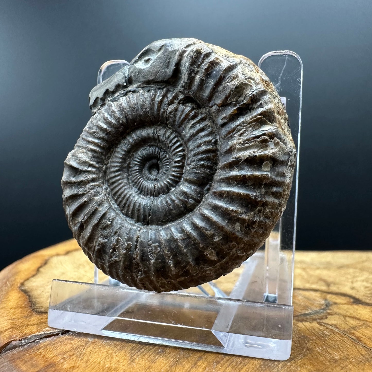 Snakestone Ammonite Fossil With Bag/Box And Stand - Whitby, North Yorkshire Jurassic Coast Yorkshire Fossils