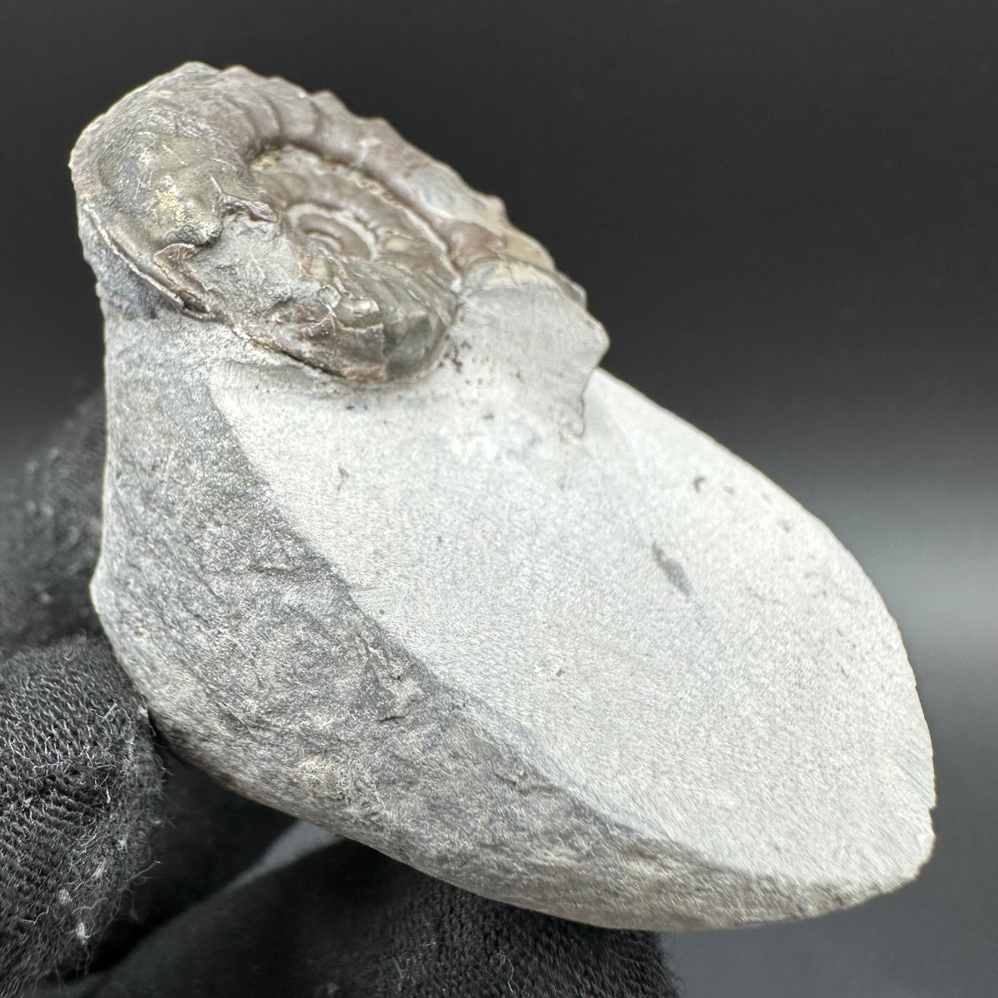 Agassiceras shell fossil with box and stand - Whitby, North Yorkshire Jurassic Coast Yorkshire Fossils