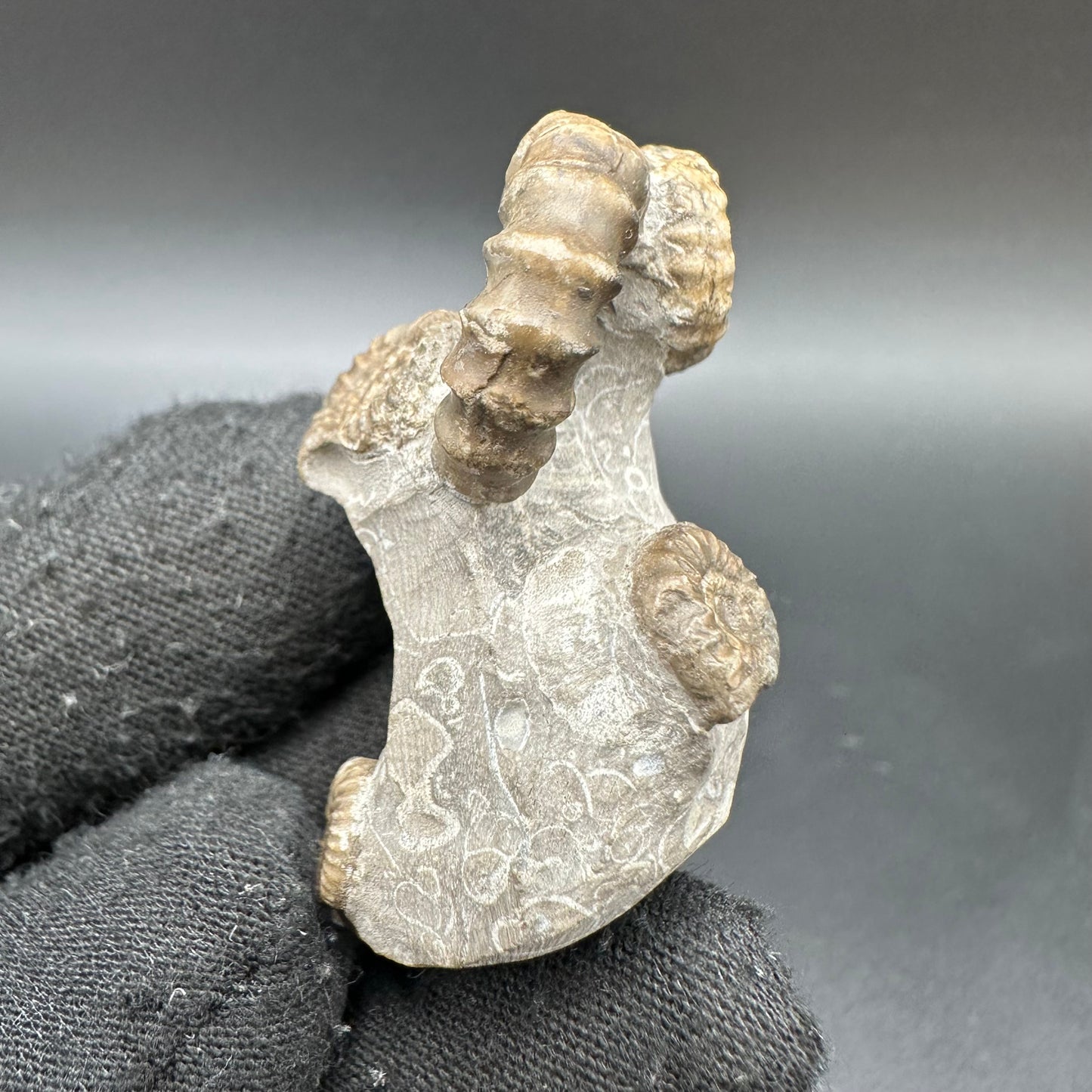 Gagaticeras Ammonite fossil with box and stand - Whitby, North Yorkshire Jurassic Coast Yorkshire Fossils