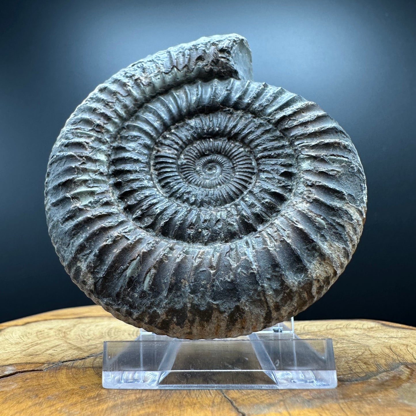 Dactylioceras Ammonite Fossil With box and Stand - Whitby, North Yorkshire Jurassic Coast Yorkshire Fossils