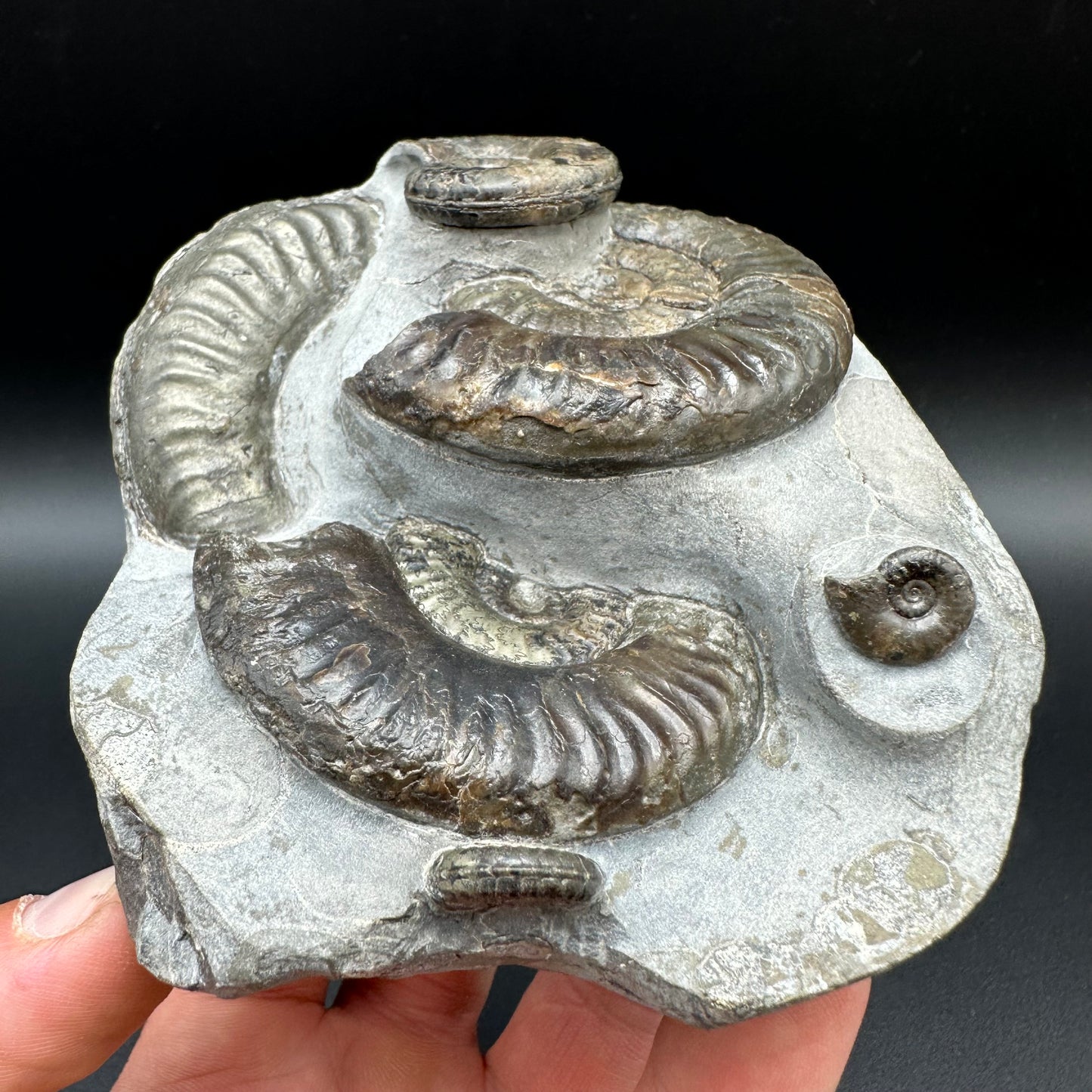 Grammoceras thoaurense Ammonite shell fossil with box and stand - Whitby, North Yorkshire, Yorkshire Fossils from the Jurassic Coast