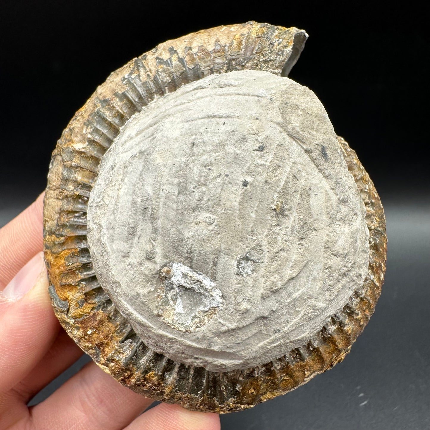 Dactylioceras Ammonite Fossil With Box And Stand - Whitby, North Yorkshire Jurassic Coast Yorkshire Fossils