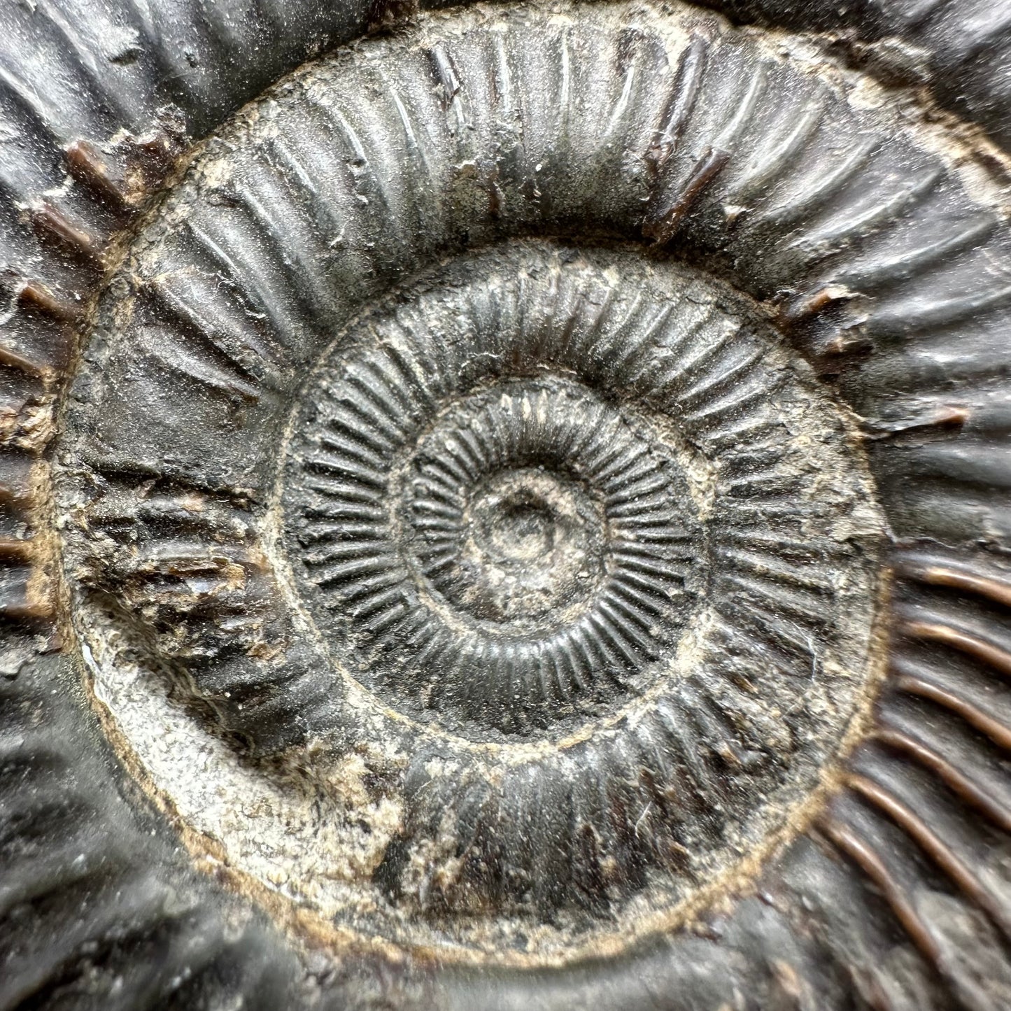 Dactylioceras Ammonite Fossil With Box And Stand - Whitby, North Yorkshire Jurassic Coast Yorkshire Fossils