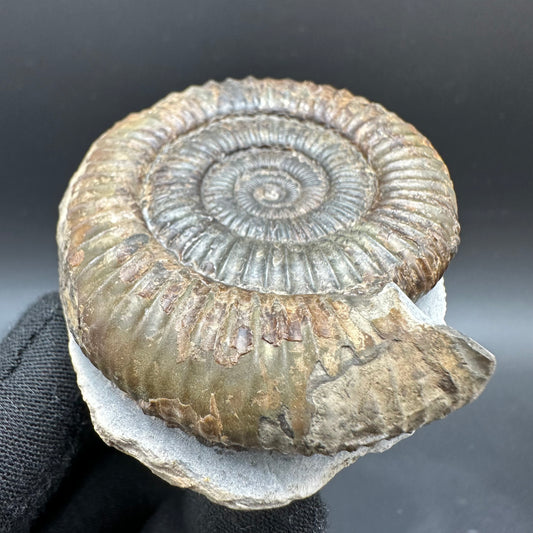 Dactylioceras Ammonite Fossil With Box And Stand - Whitby, North Yorkshire Jurassic Coast Yorkshire Fossils