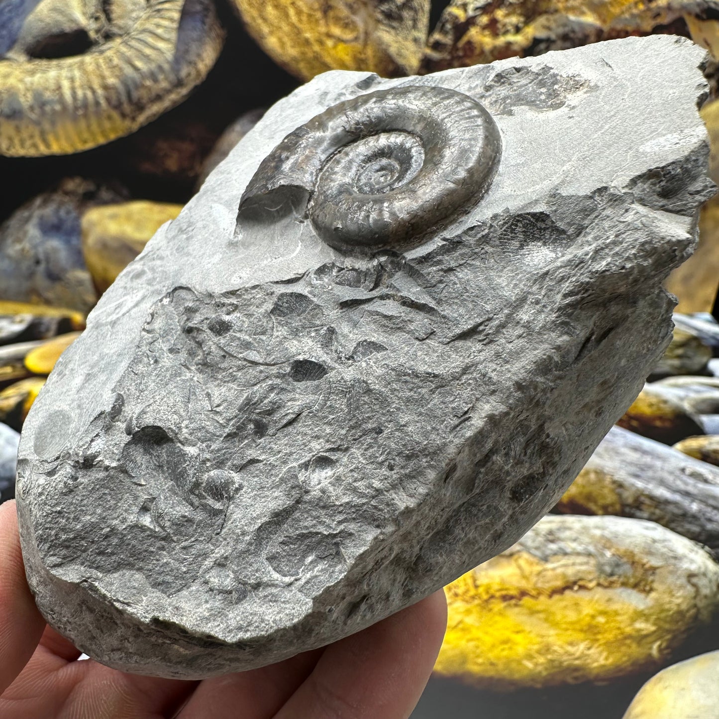 Grammoceras thoaurense ammonite shell fossil - Whitby, North Yorkshire