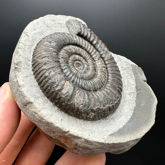 Dactylioceras Ammonite Fossil With box and Stand - Whitby, North Yorkshire Jurassic Coast Yorkshire Fossils