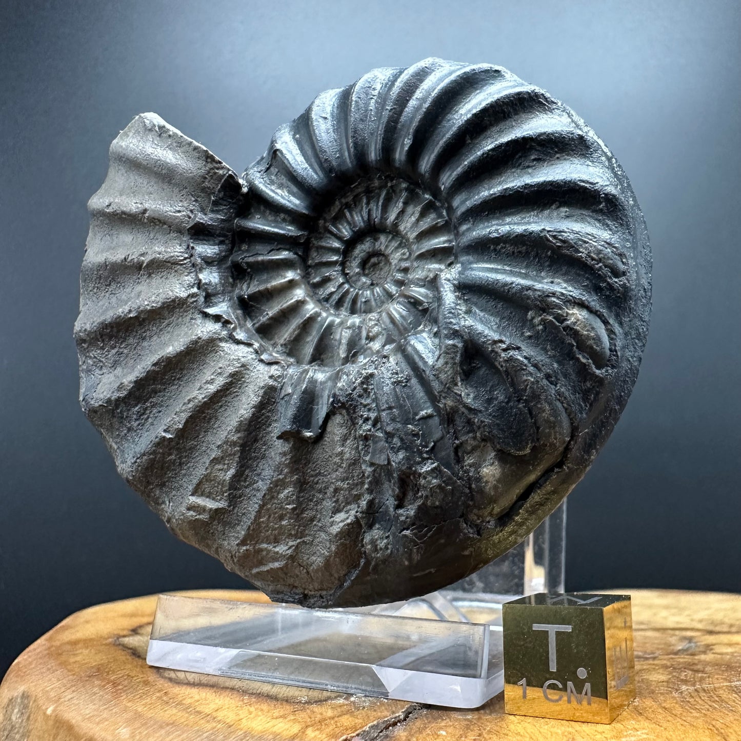 Asteroceras Ammonite fossil with box and stand - Whitby, North Yorkshire Jurassic Coast Yorkshire Fossils