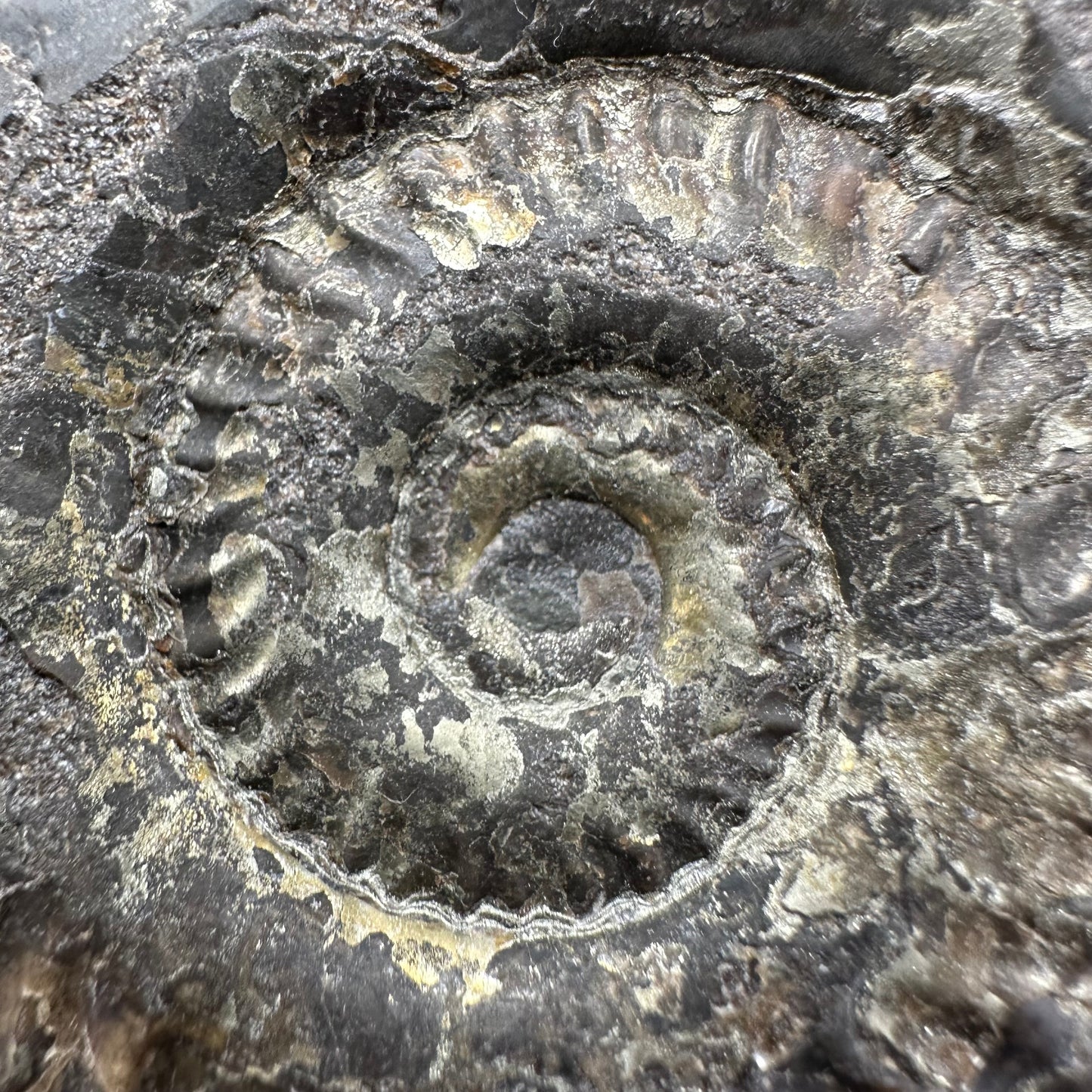 Golden Hildoceras lusitanicum Ammonite fossil with box and stand - Whitby, North Yorkshire, Jurassic Coast, Yorkshire Fossils from the Jurassic Coast