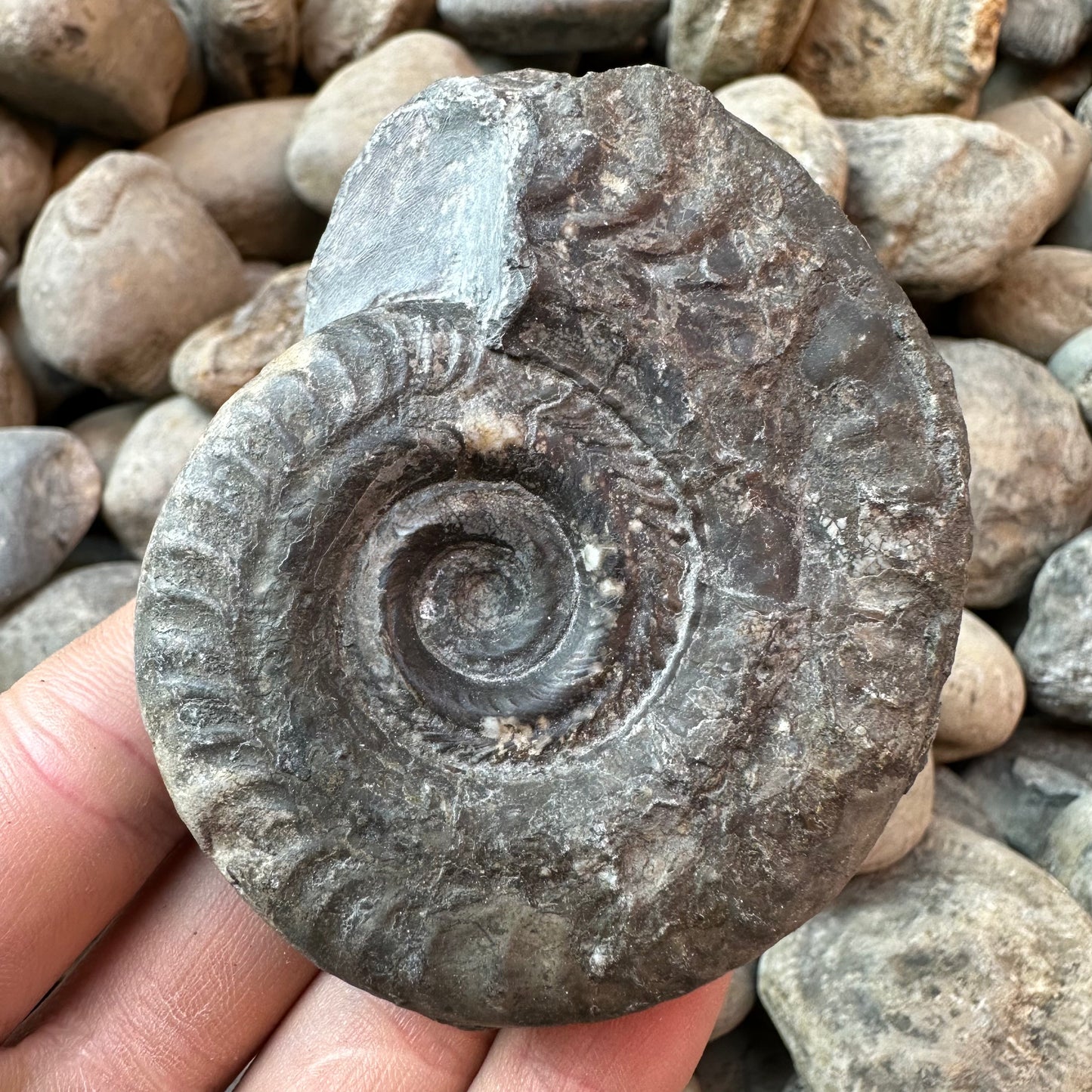 Hildoceras Bifrons ammonite fossil - Whitby, North Yorkshire Jurassic Coast