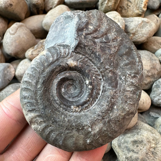 Hildoceras Bifrons ammonite fossil - Whitby, North Yorkshire Jurassic Coast