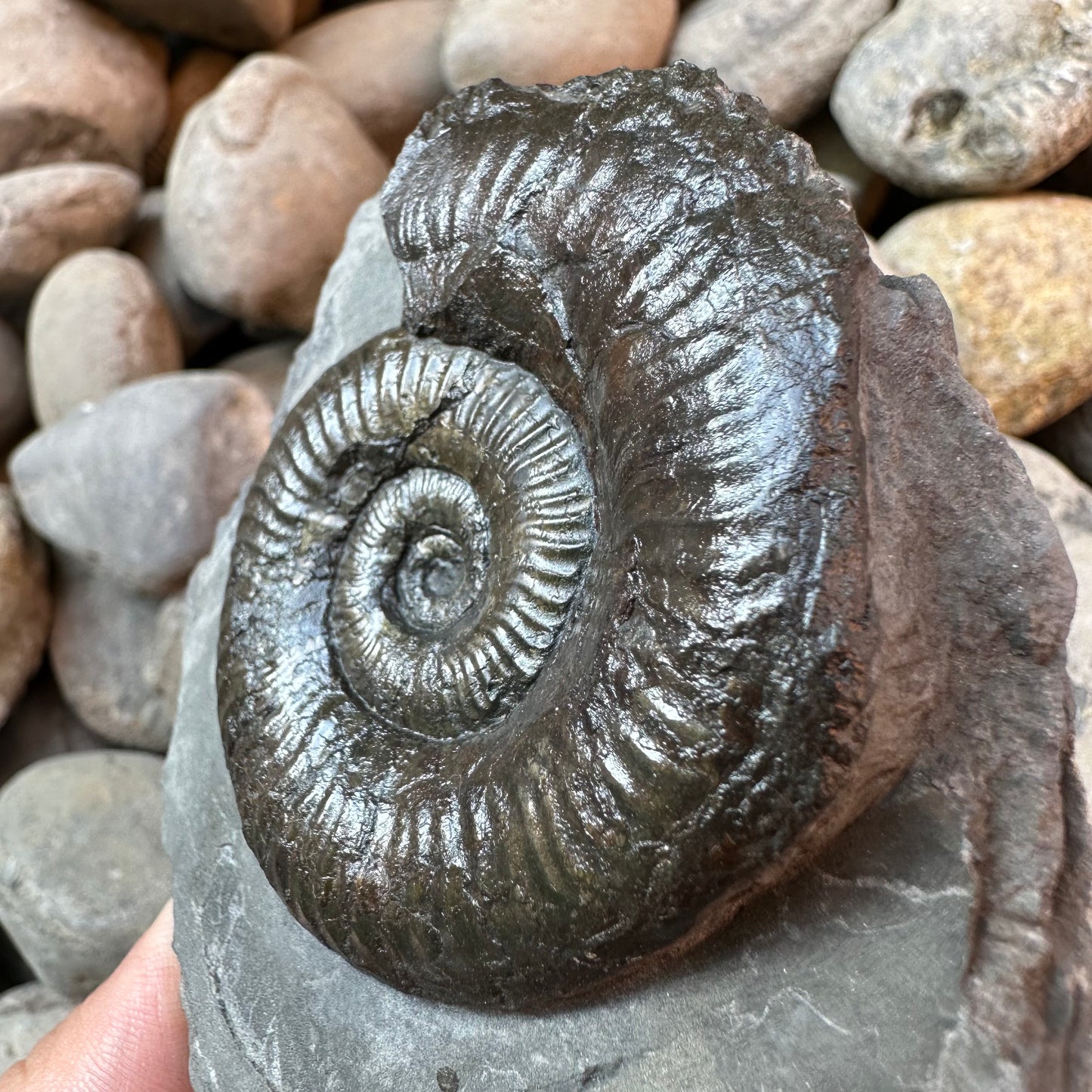 Grammoceras thoaurense ammonite shell fossil - Whitby, North Yorkshire