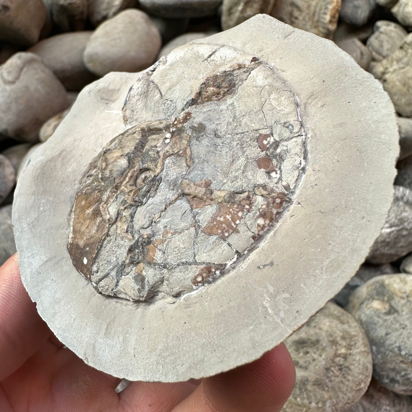 Tragophylloceras loscombi shell fossil - Yorkshire Fossils, Yorkshire Coast, Jurassic Coast