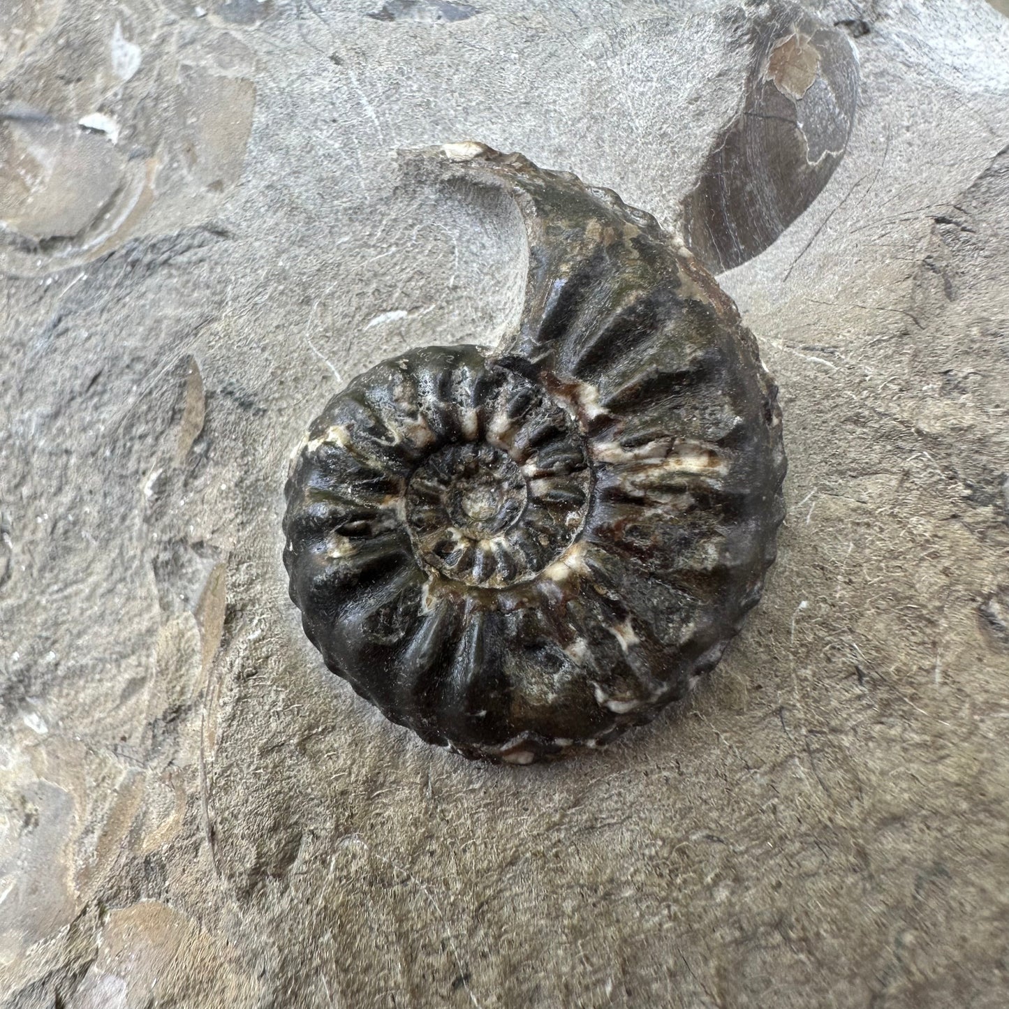 Amaltheus subnodosus ammonite fossil - Whitby, North Yorkshire