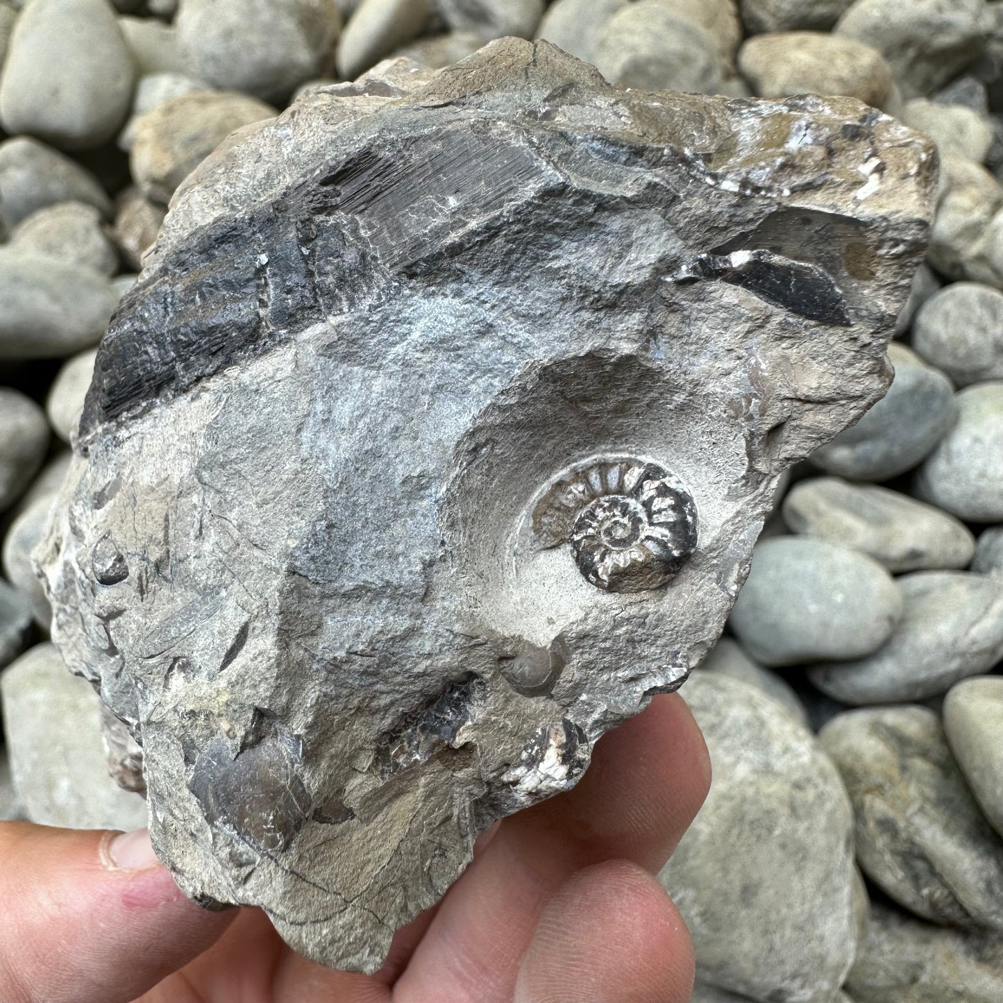 Amaltheus subnodosus ammonite fossil - Whitby, North Yorkshire