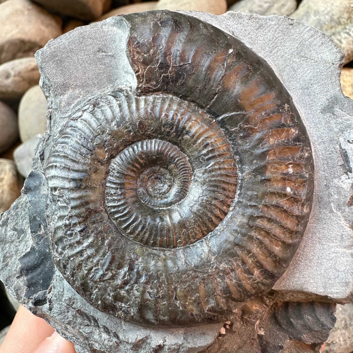 Grammoceras thoaurense ammonite shell fossil - Whitby, North Yorkshire