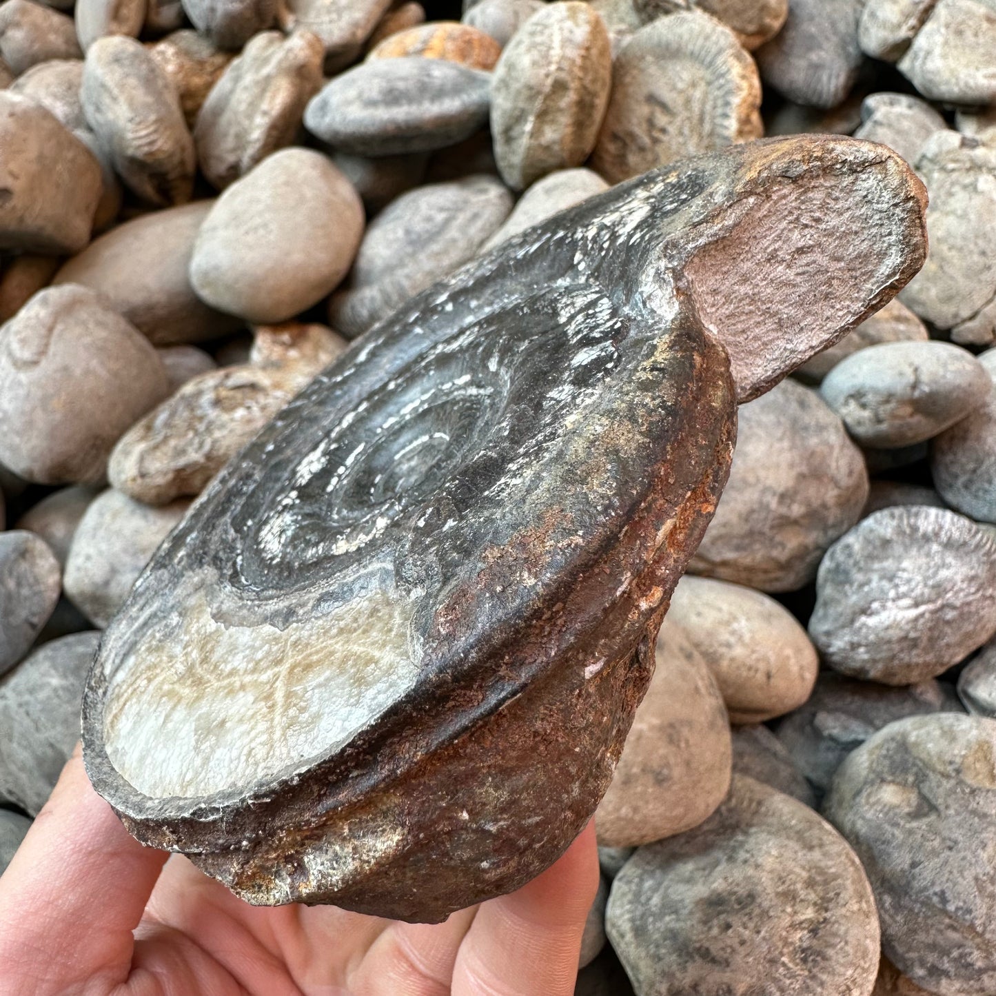 Hildoceras Bifrons ammonite fossil - Whitby, North Yorkshire Jurassic Coast