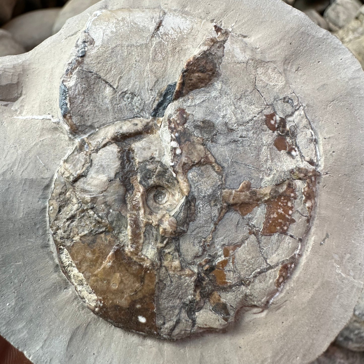 Tragophylloceras loscombi shell fossil - Yorkshire Fossils, Yorkshire Coast, Jurassic Coast