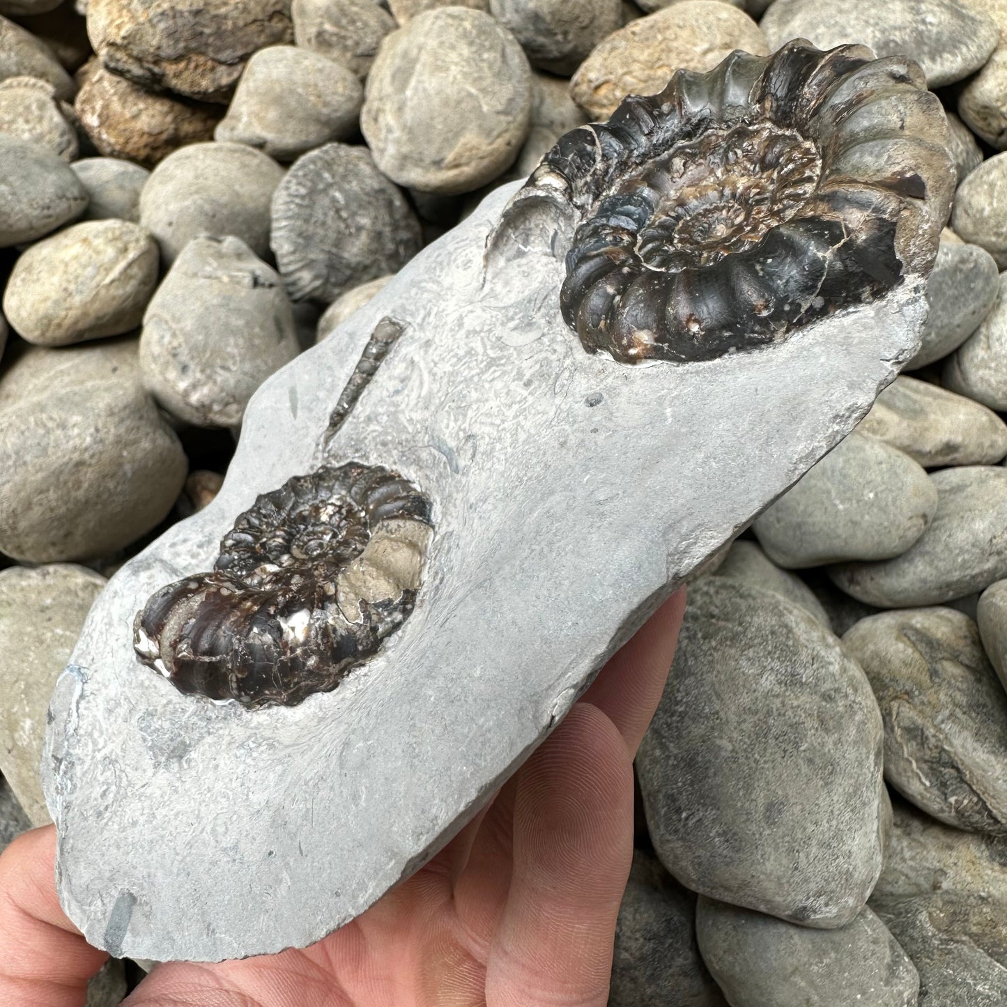 Androgynoceras maculatum ammonite fossil - Whitby, North Yorkshire
