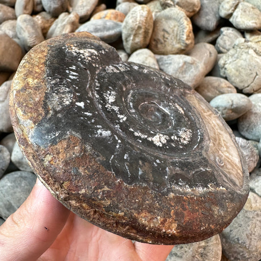 Hildoceras Bifrons ammonite fossil - Whitby, North Yorkshire Jurassic Coast