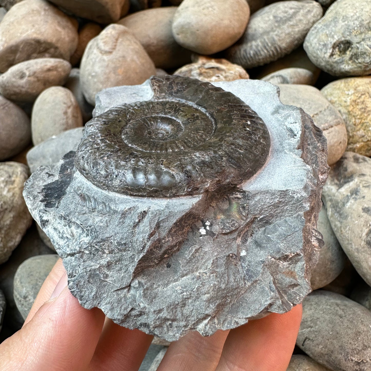 Grammoceras thoaurense ammonite shell fossil - Whitby, North Yorkshire