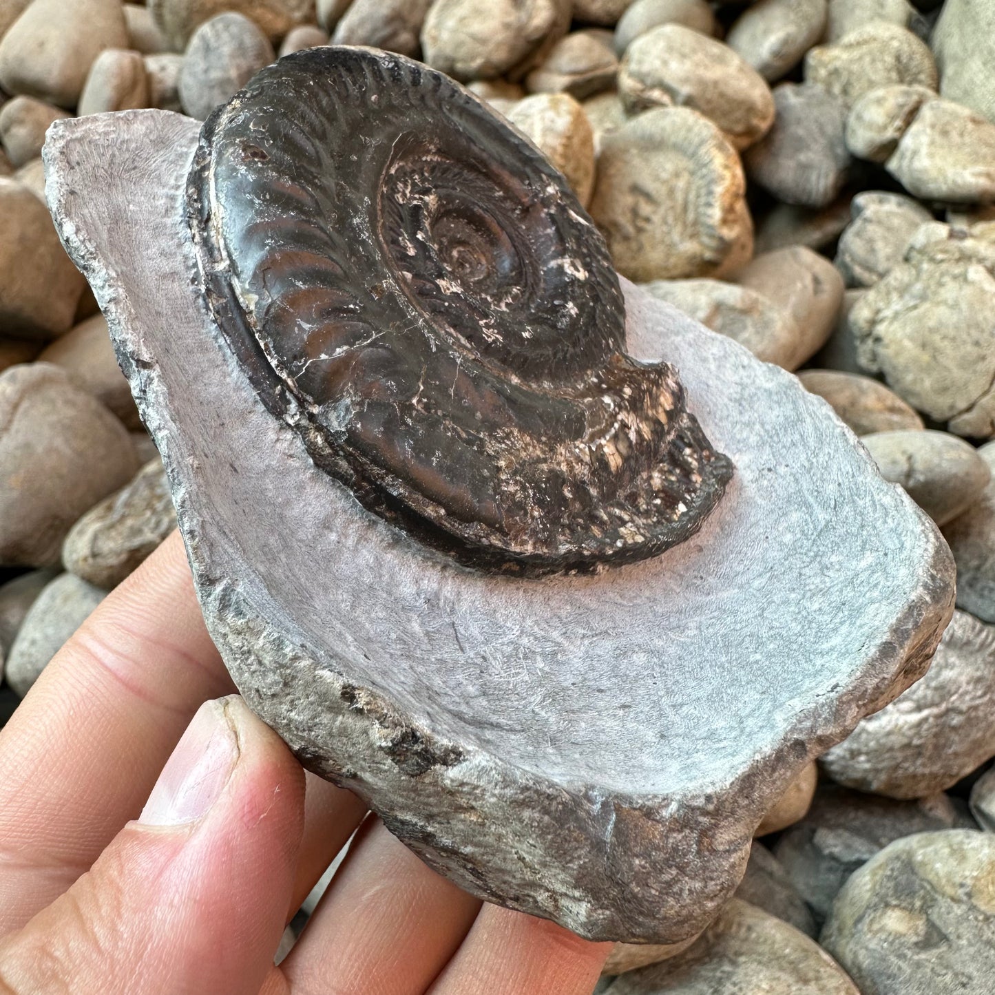 Hildoceras Bifrons ammonite fossil - Whitby, North Yorkshire Jurassic Coast