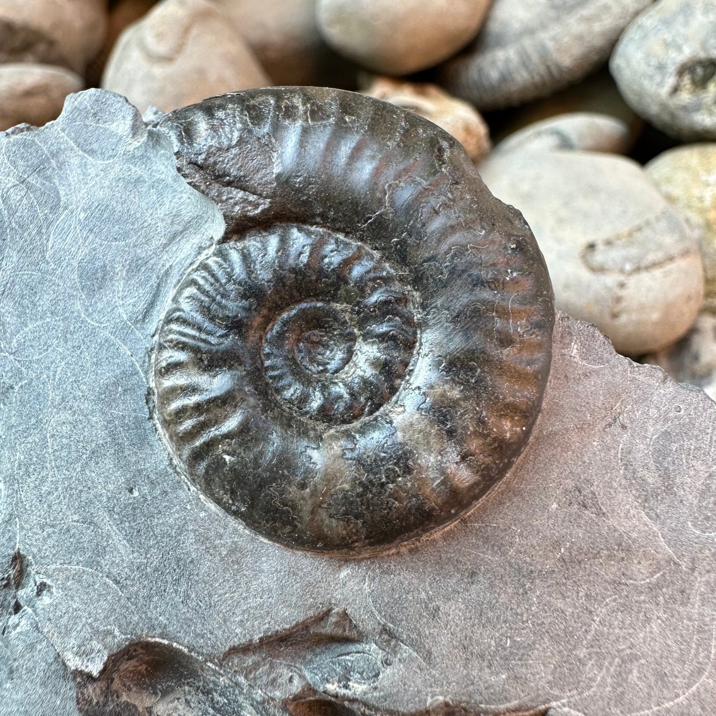 Grammoceras thoaurense ammonite shell fossil - Whitby, North Yorkshire