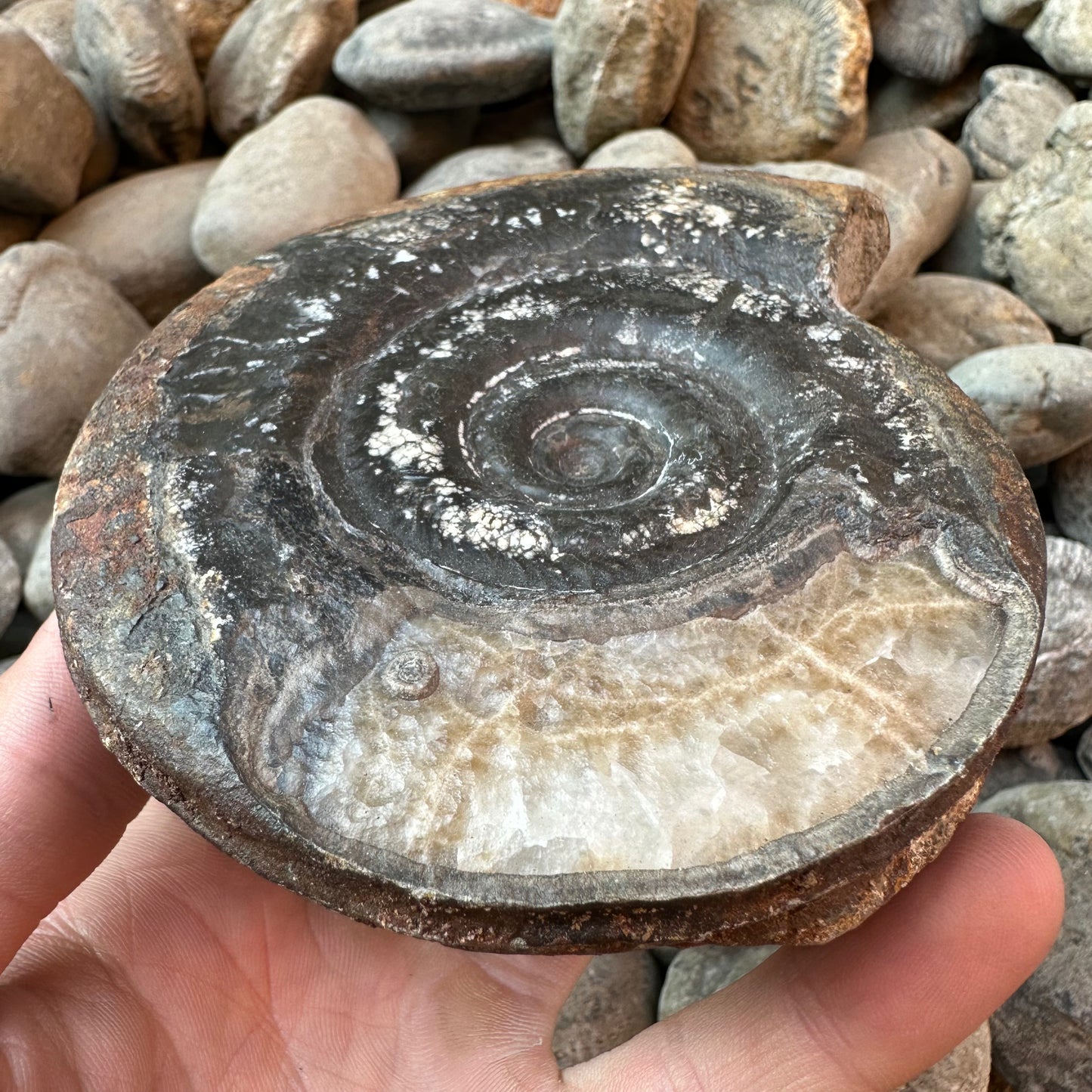 Hildoceras Bifrons ammonite fossil - Whitby, North Yorkshire Jurassic Coast