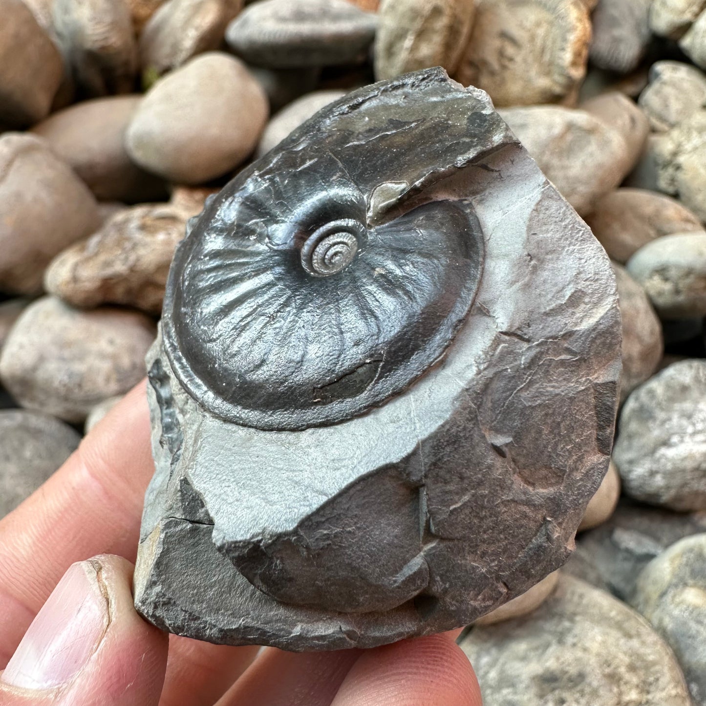 Oxynoticeras ammonite shell fossil - Whitby, North Yorkshire