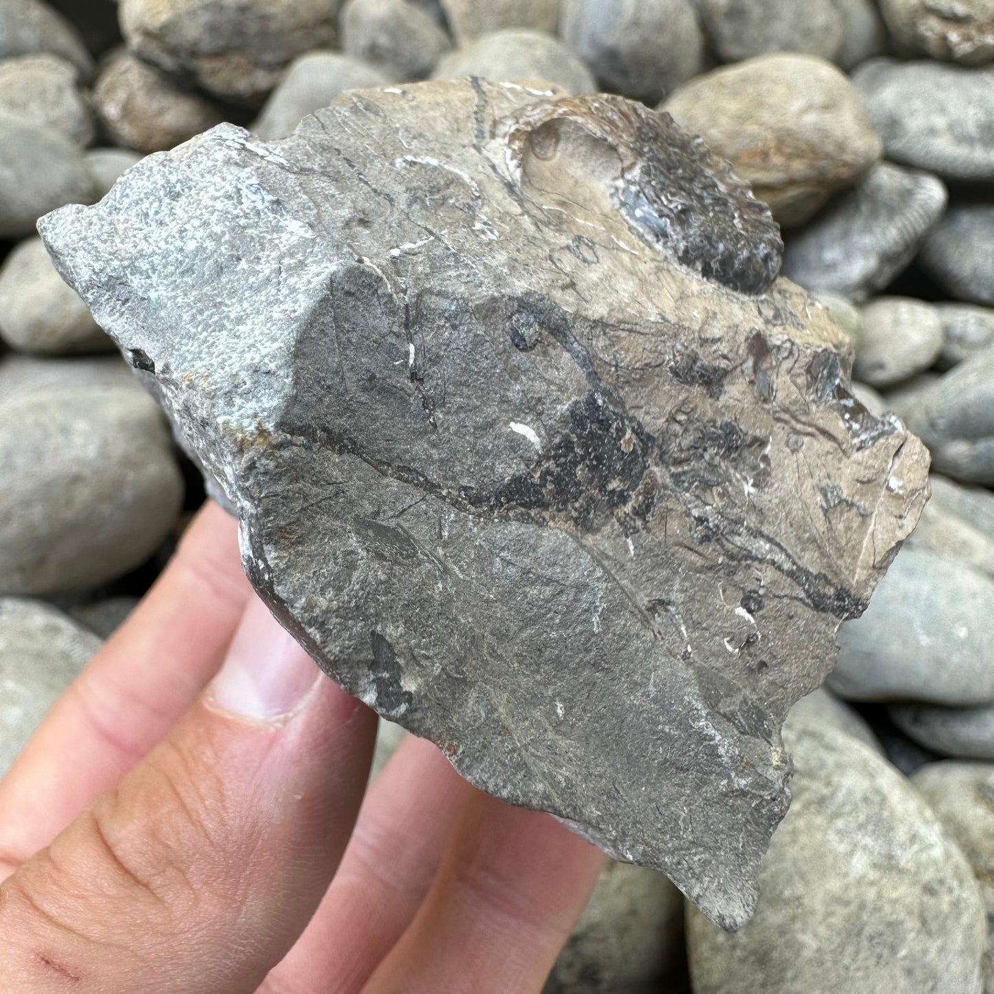 Amaltheus subnodosus ammonite fossil - Whitby, North Yorkshire