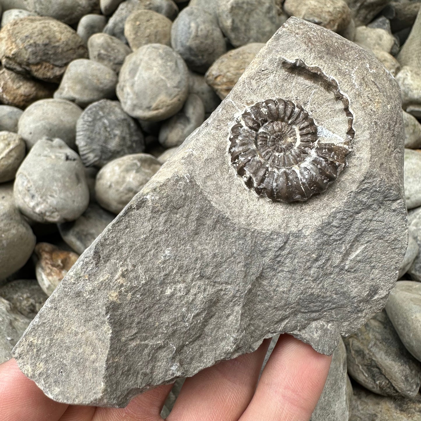 Androgynoceras Capricornus ammonite fossil - Whitby, North Yorkshire