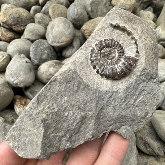 Androgynoceras Capricornus ammonite fossil - Whitby, North Yorkshire