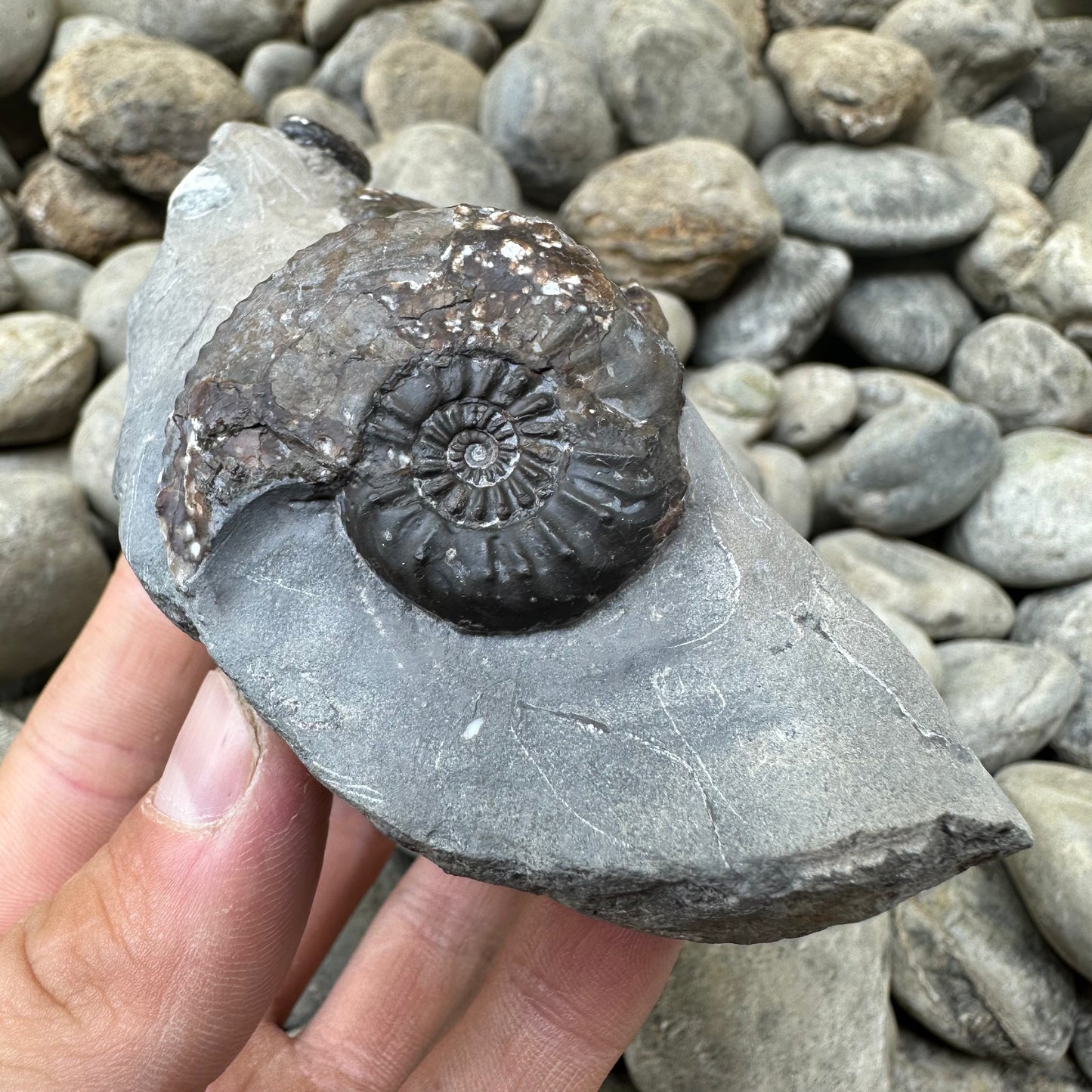 Amaltheus subnodosus ammonite fossil - Whitby, North Yorkshire