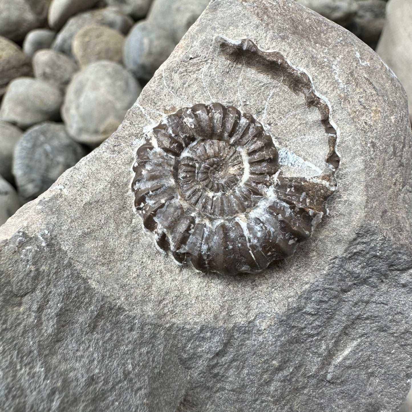 Androgynoceras Capricornus ammonite fossil - Whitby, North Yorkshire