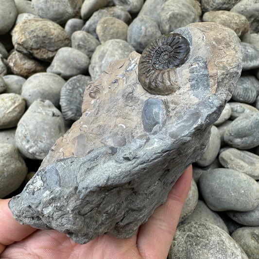 Amaltheus subnodosus ammonite fossil - Whitby, North Yorkshire