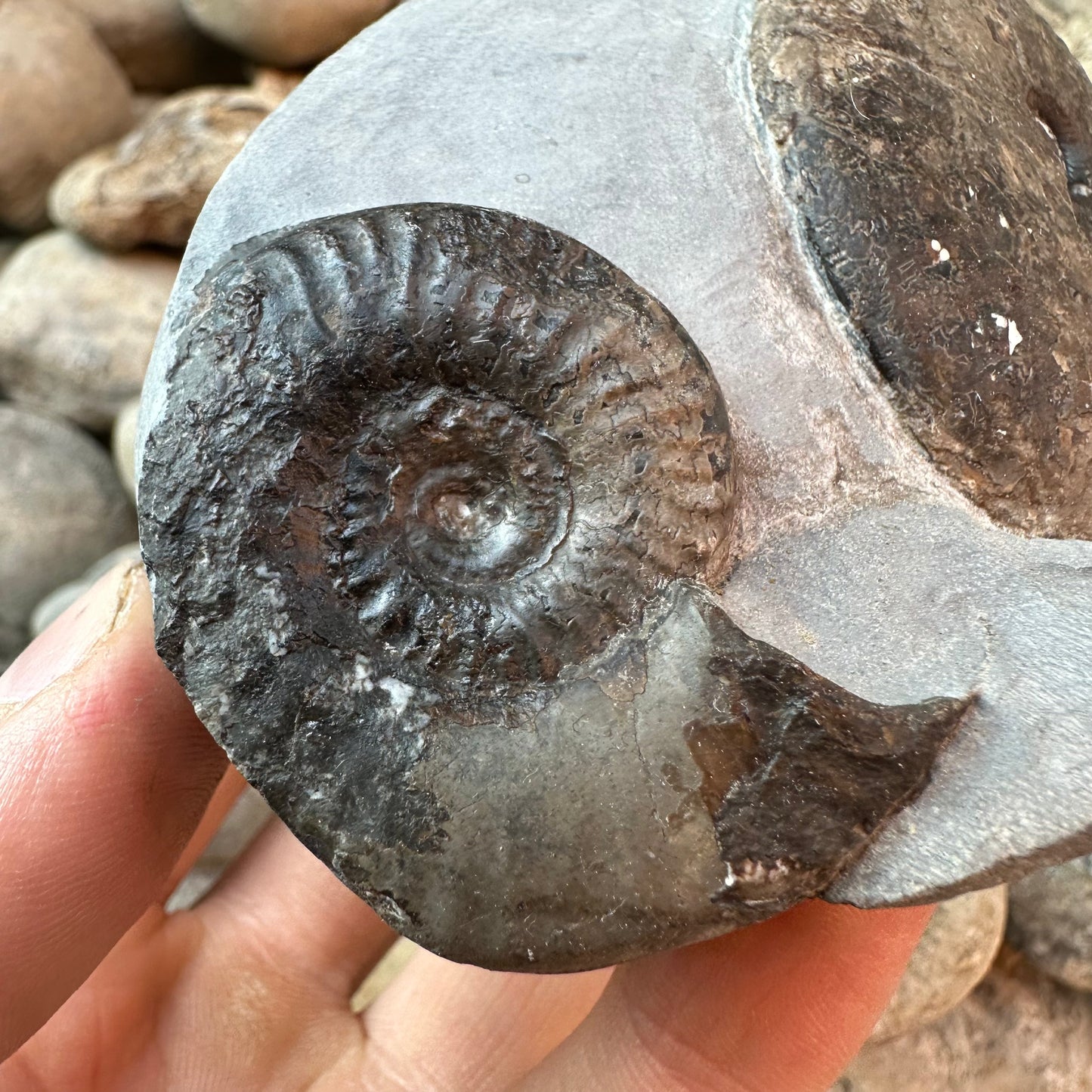 Grammoceras thouarense / pseudolioceras boulbiense ammonite fossil - Whitby, North Yorkshire Jurassic Coast