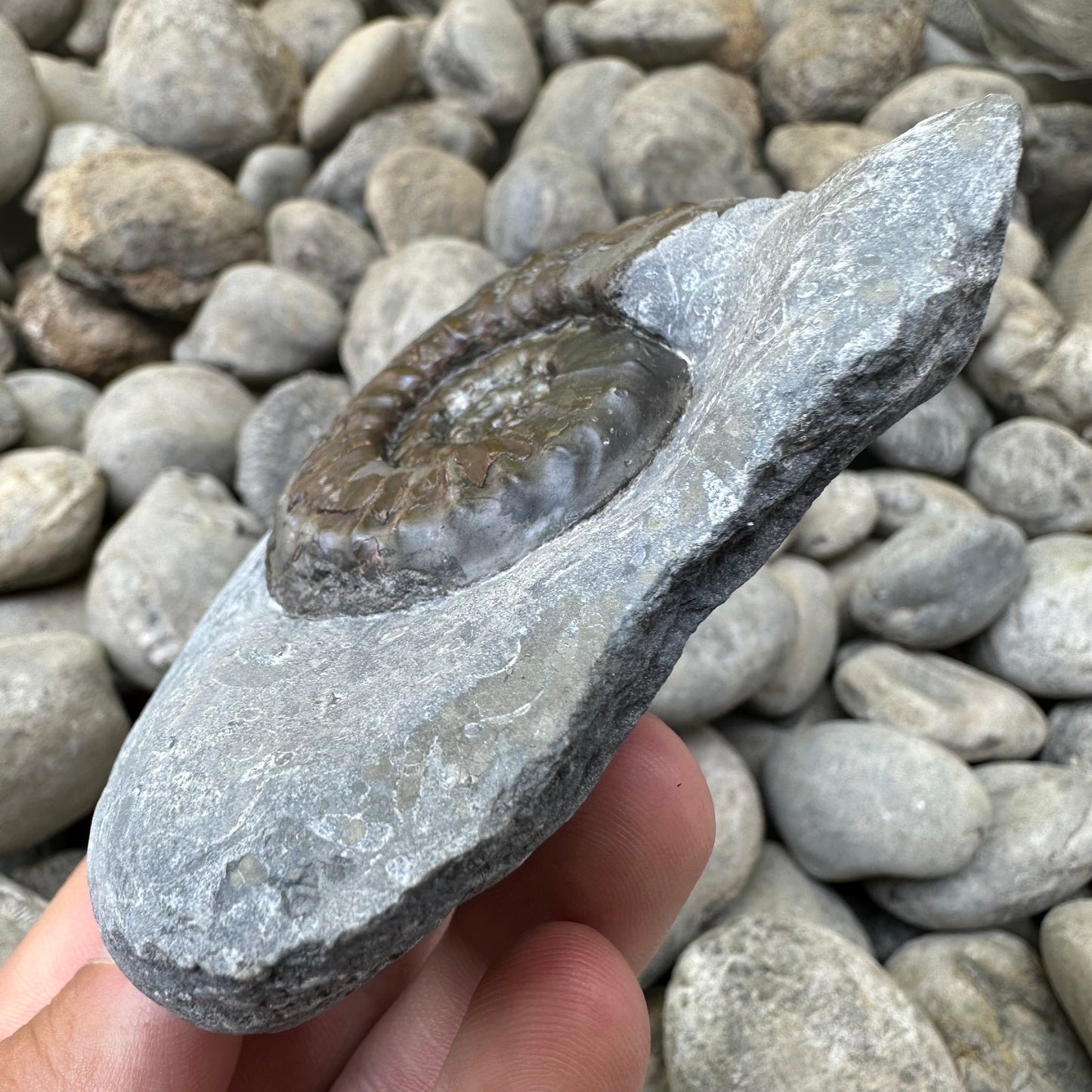 Agassiceras sp. ammonite fossil - Whitby, North Yorkshire