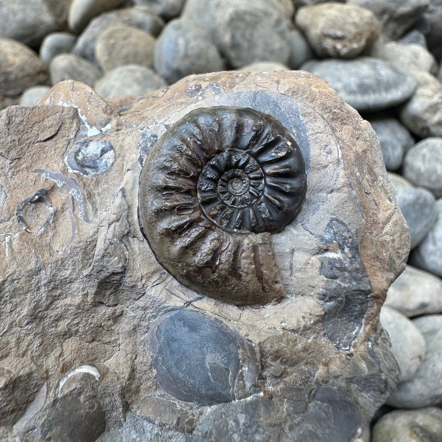 Amaltheus subnodosus ammonite fossil - Whitby, North Yorkshire