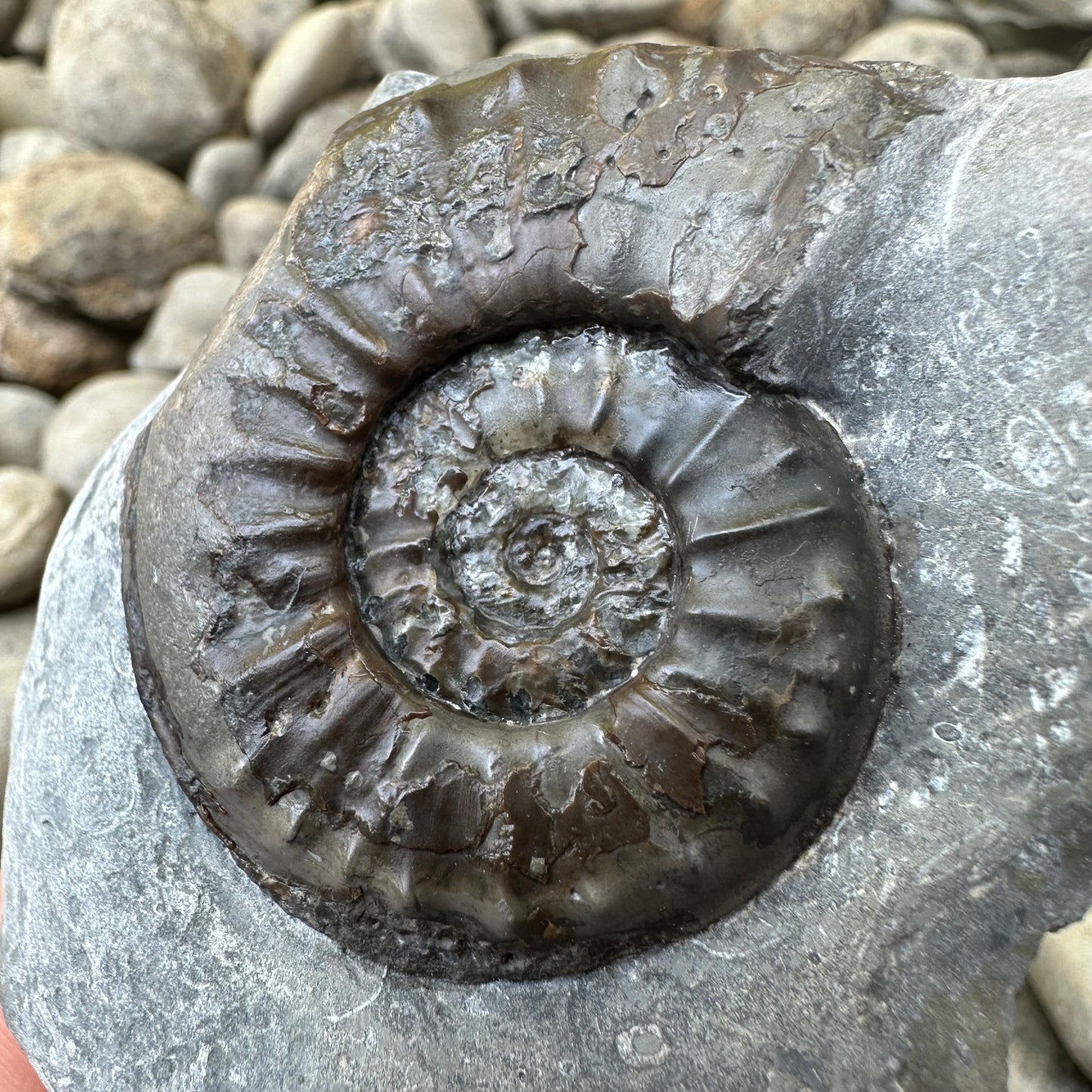 Agassiceras sp. ammonite fossil - Whitby, North Yorkshire