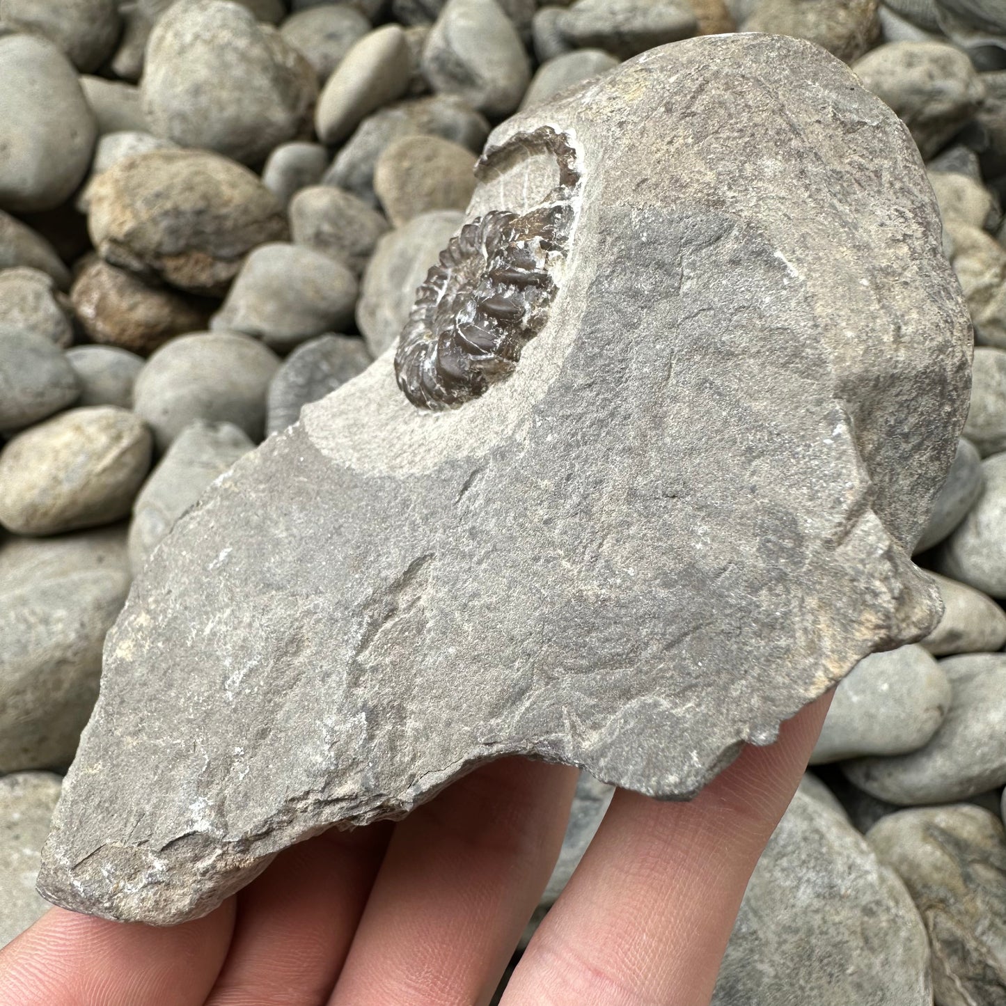 Androgynoceras Capricornus ammonite fossil - Whitby, North Yorkshire