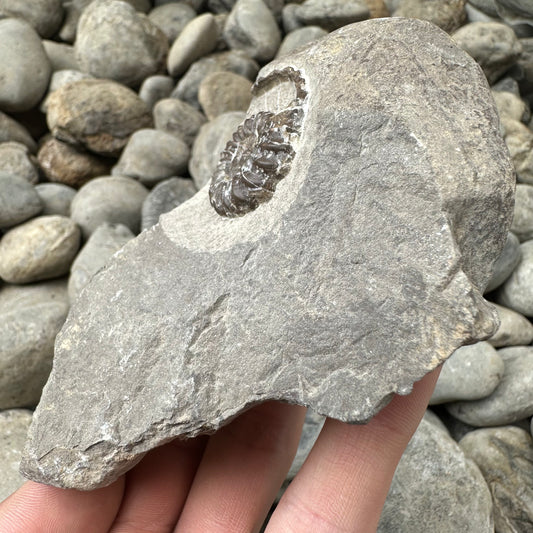 Androgynoceras Capricornus ammonite fossil - Whitby, North Yorkshire