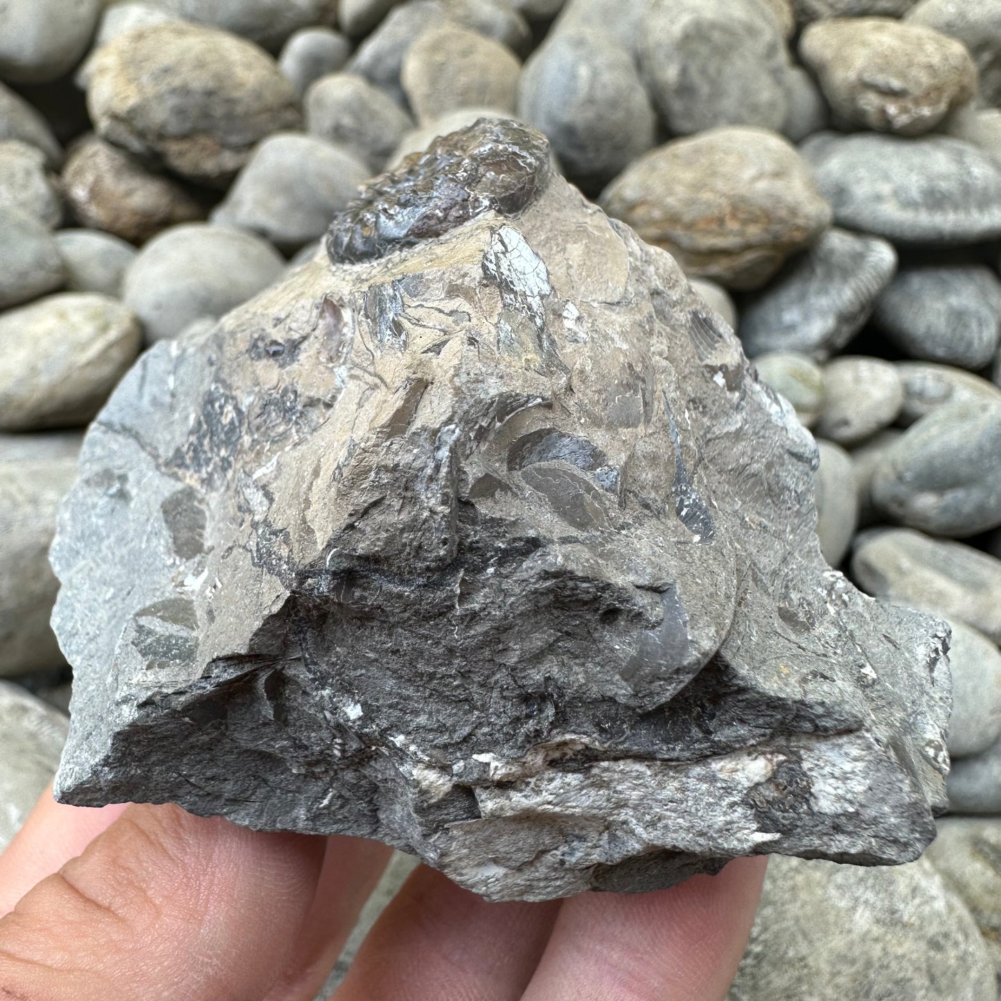Amaltheus subnodosus ammonite fossil - Whitby, North Yorkshire
