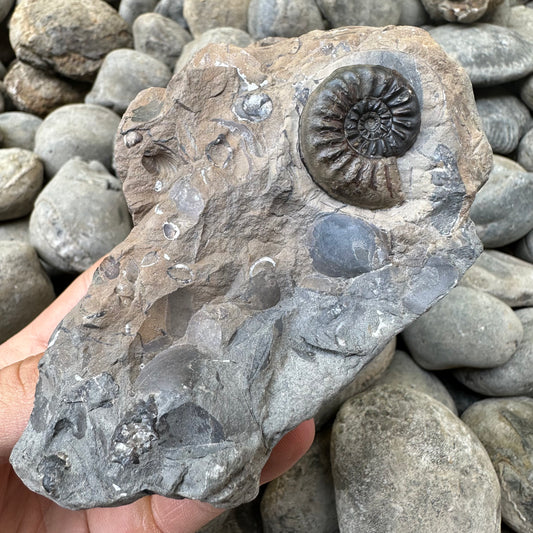 Amaltheus subnodosus ammonite fossil - Whitby, North Yorkshire
