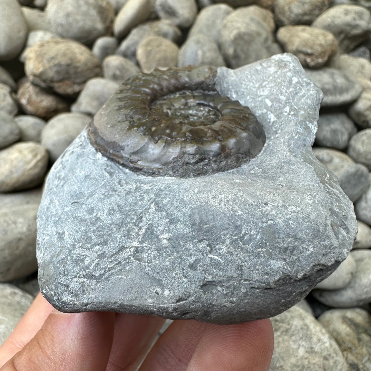 Agassiceras sp. ammonite fossil - Whitby, North Yorkshire