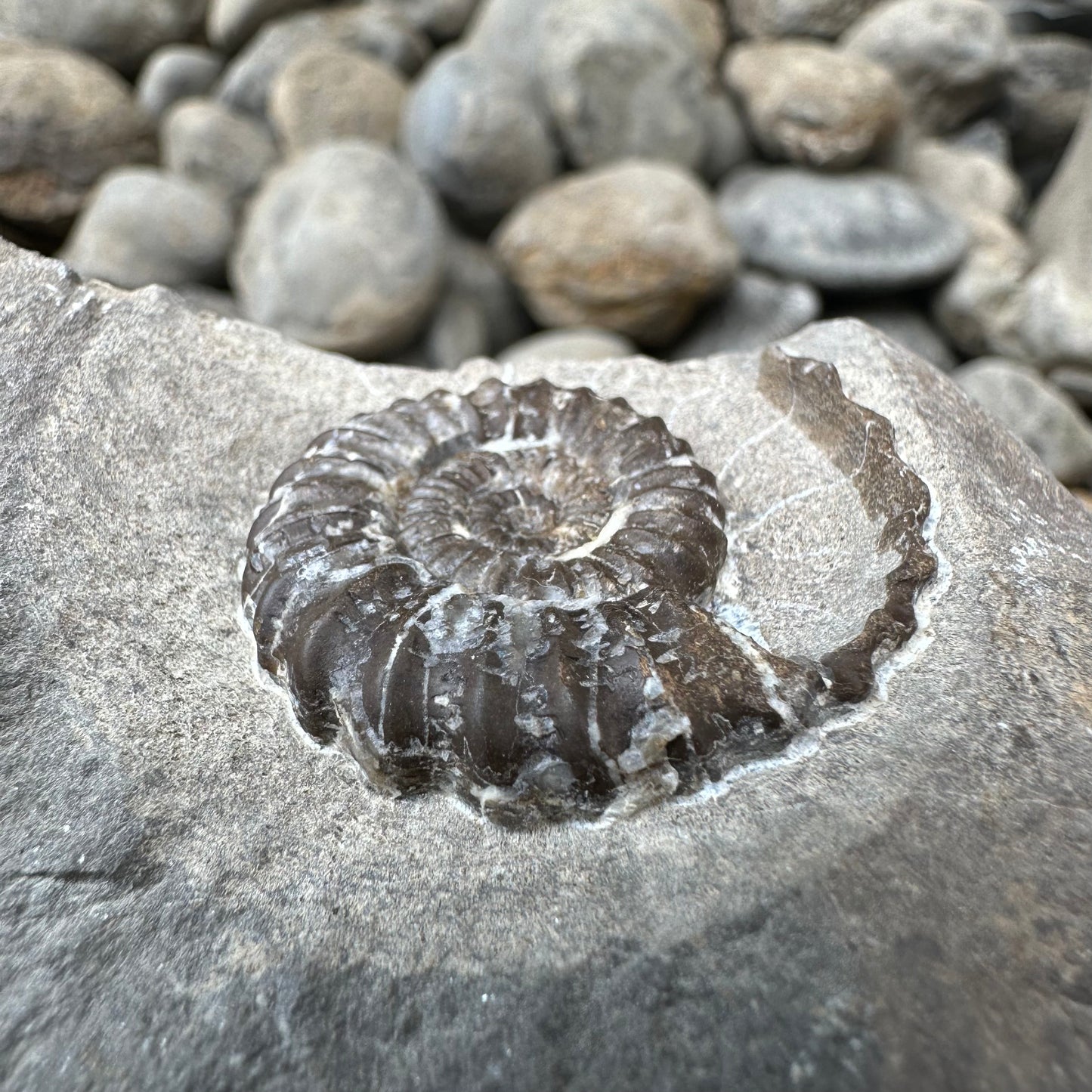 Androgynoceras Capricornus ammonite fossil - Whitby, North Yorkshire